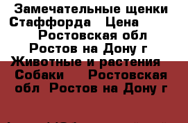 Замечательные щенки Стаффорда › Цена ­ 4 000 - Ростовская обл., Ростов-на-Дону г. Животные и растения » Собаки   . Ростовская обл.,Ростов-на-Дону г.